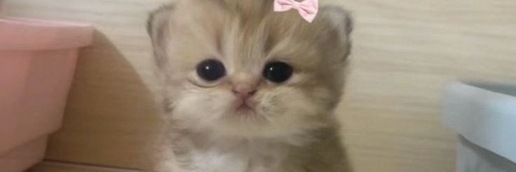azurafea's profile banner image