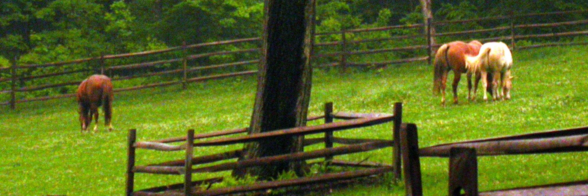 MAEquineWelfare's profile banner image