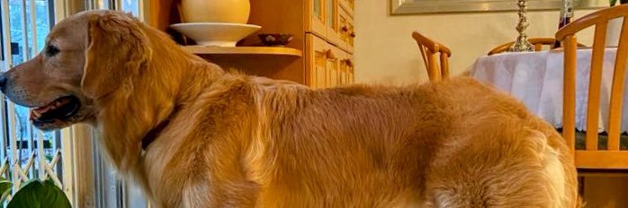 Nir Even 🏳️‍🌈 banner