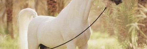 dahrooh's profile banner image