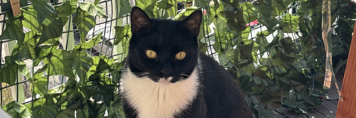 PawsPR's profile banner image