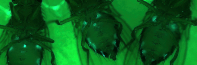 Laurent Seroude 🇫🇷🇨🇦 banner