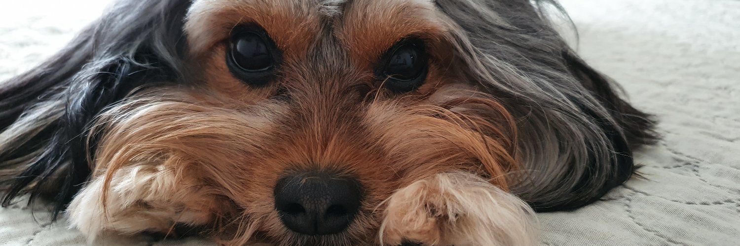 apitol's profile banner image