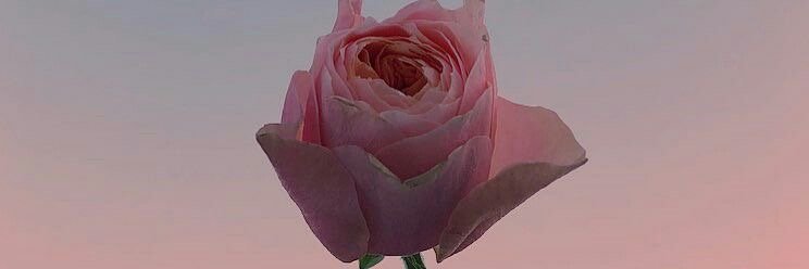 _anigonzalez's profile banner image