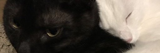 bangaouw's profile banner image