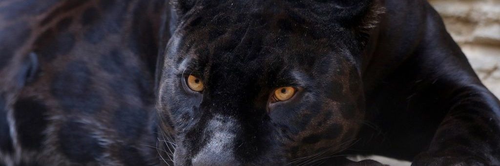ZeusDevil2024's profile banner image