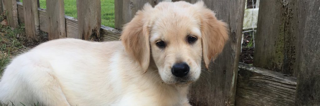 LotusLesly's profile banner image