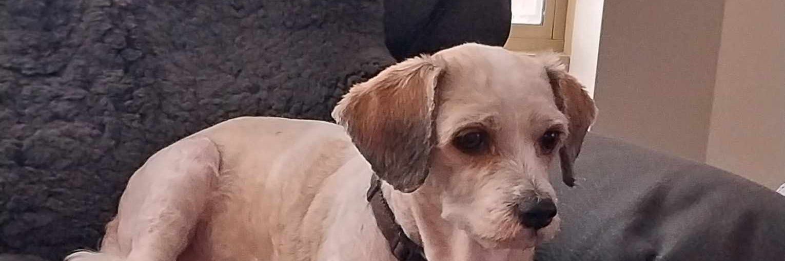 MariedcGrech's profile banner image