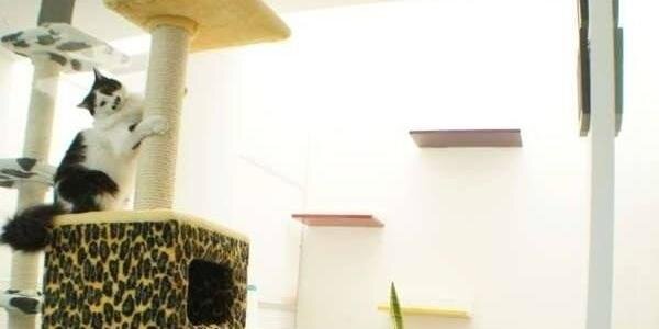 MichosToys's profile banner image