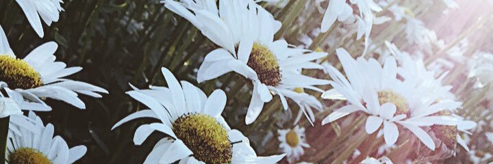 liizearle's profile banner image