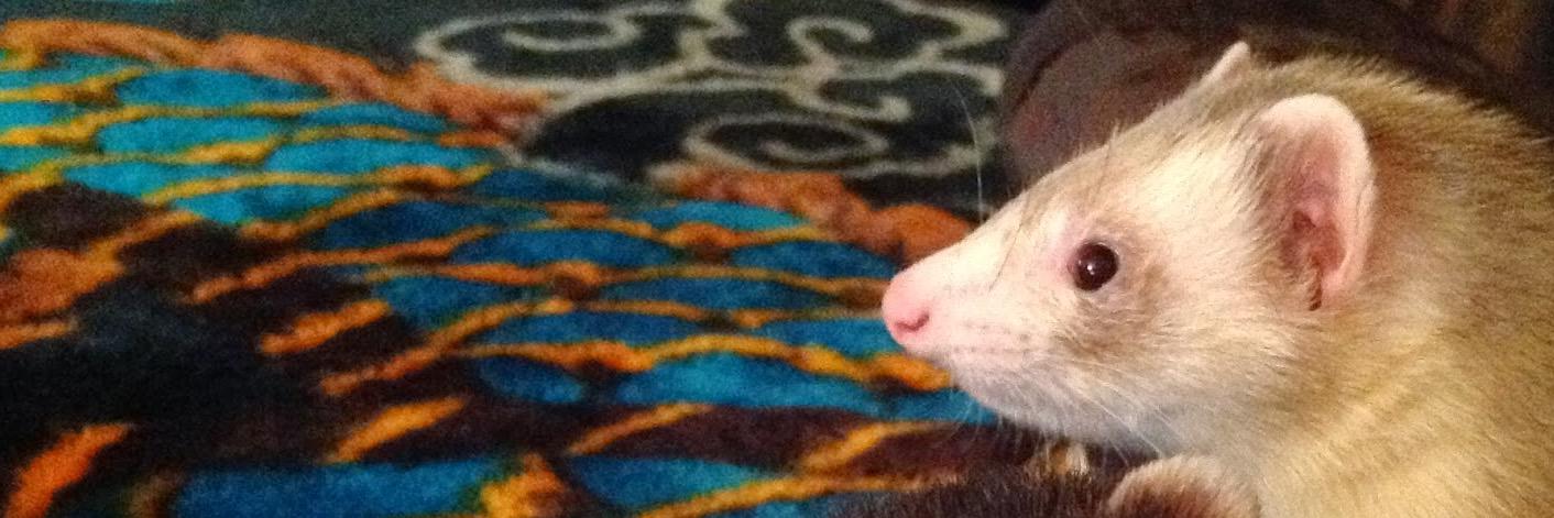 FerretsFeet's profile banner image