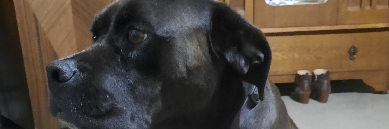 tracey8567's profile banner image