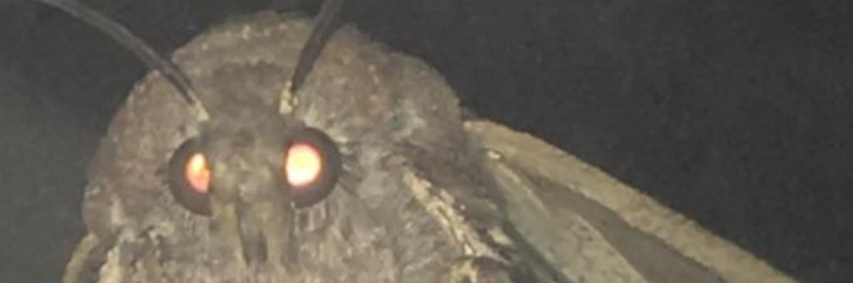 mcgillsy2's profile banner image