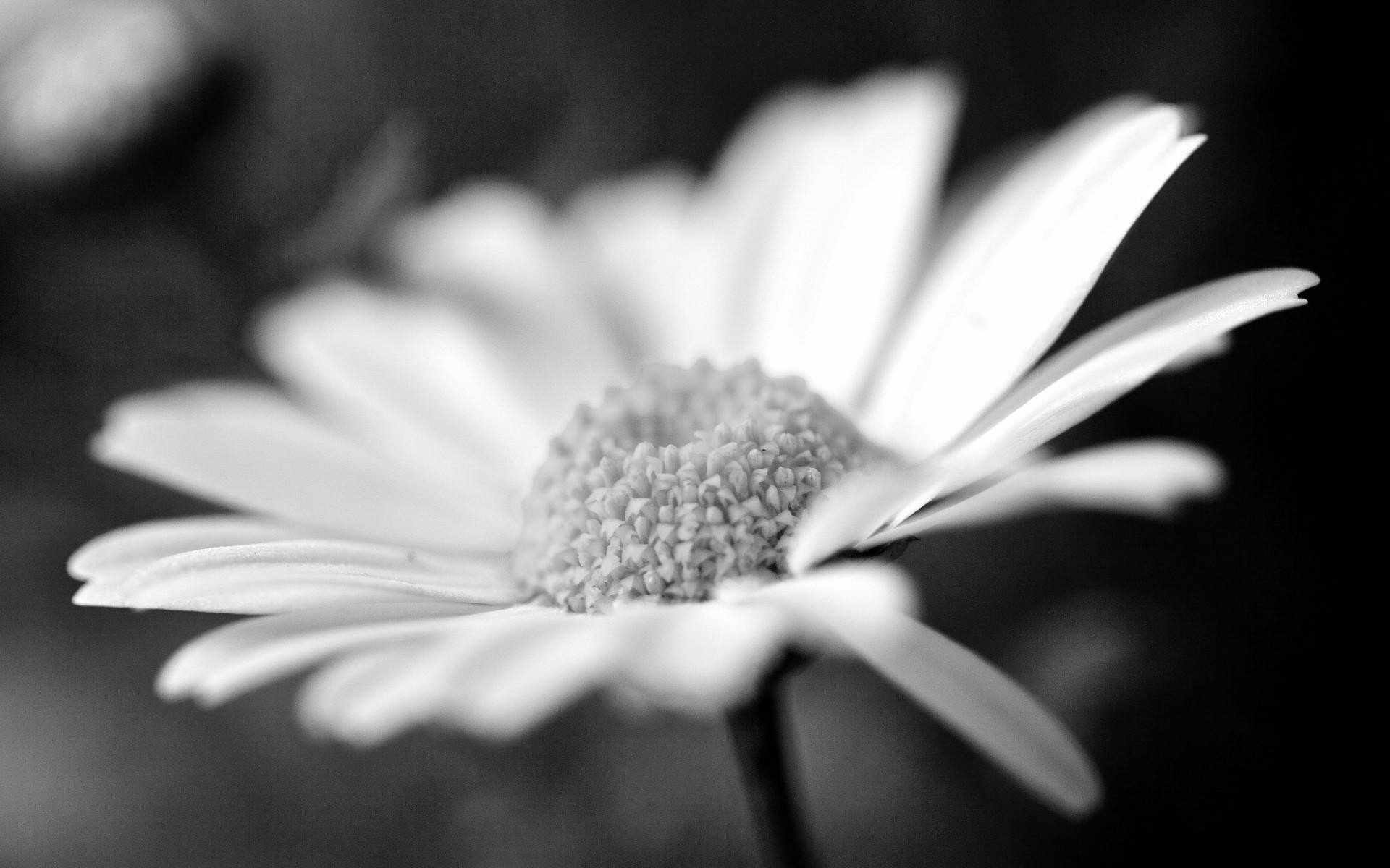 nelleaux's profile banner image
