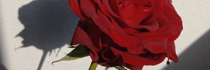chocolattehehe's profile banner image
