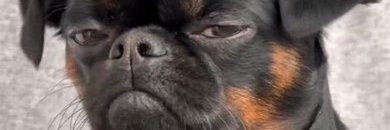 Bringzito's profile banner image