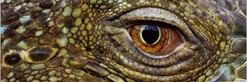 UF1's profile banner image