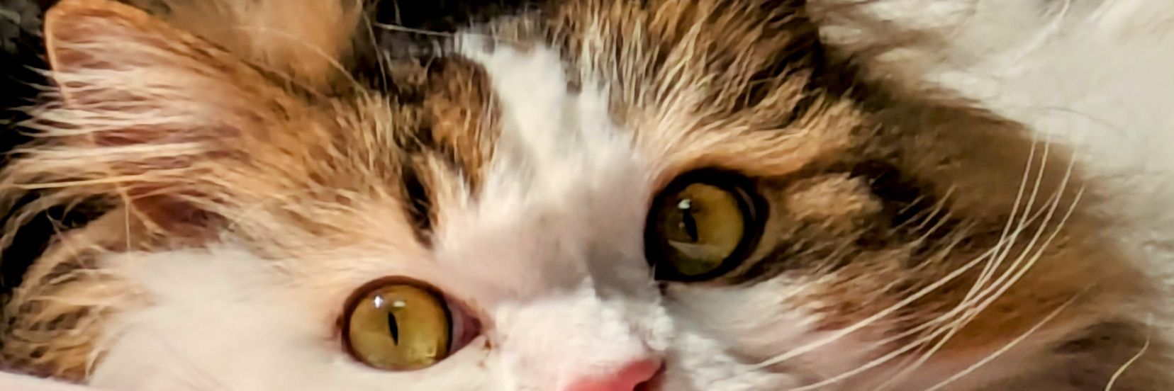 KingMiyu's profile banner image