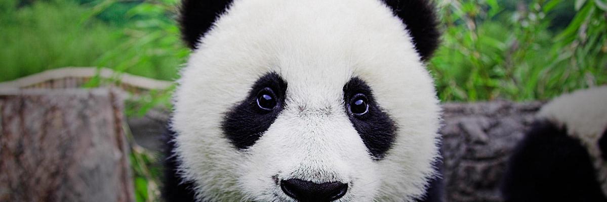 AsianPatricio's profile banner image