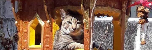 Nick_Qualoo Profile Banner