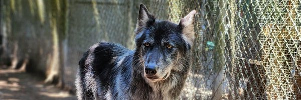 ShyWolfSanct Profile Banner