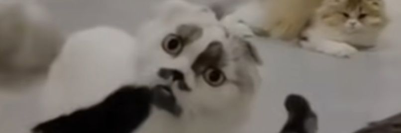 UrSneak's profile banner image