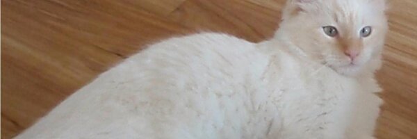 ReclusiveRed Profile Banner