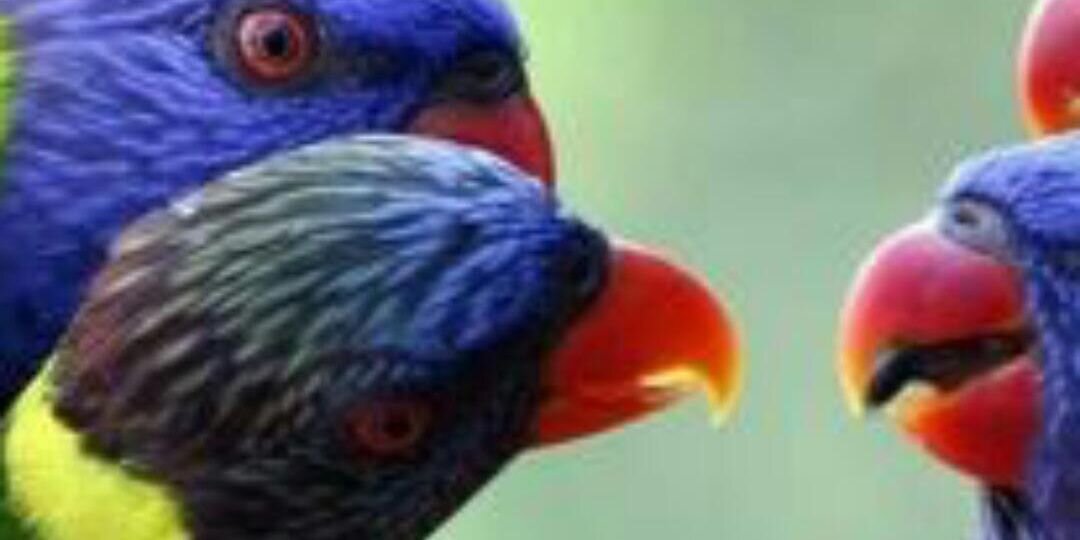 agelec7788's profile banner image
