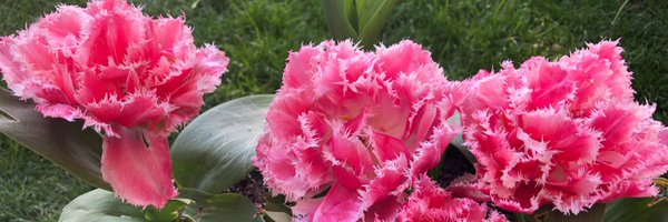 katekhair Profile Banner