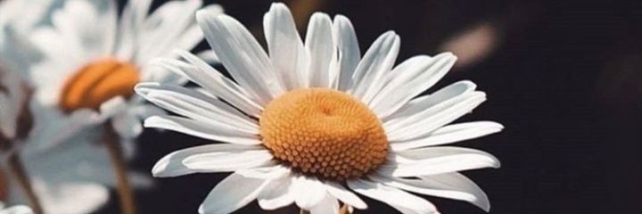 MiaPiscicelli's profile banner image
