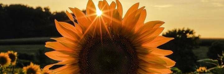 _pamilima's profile banner image