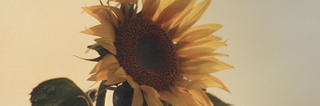 minonina's profile banner image