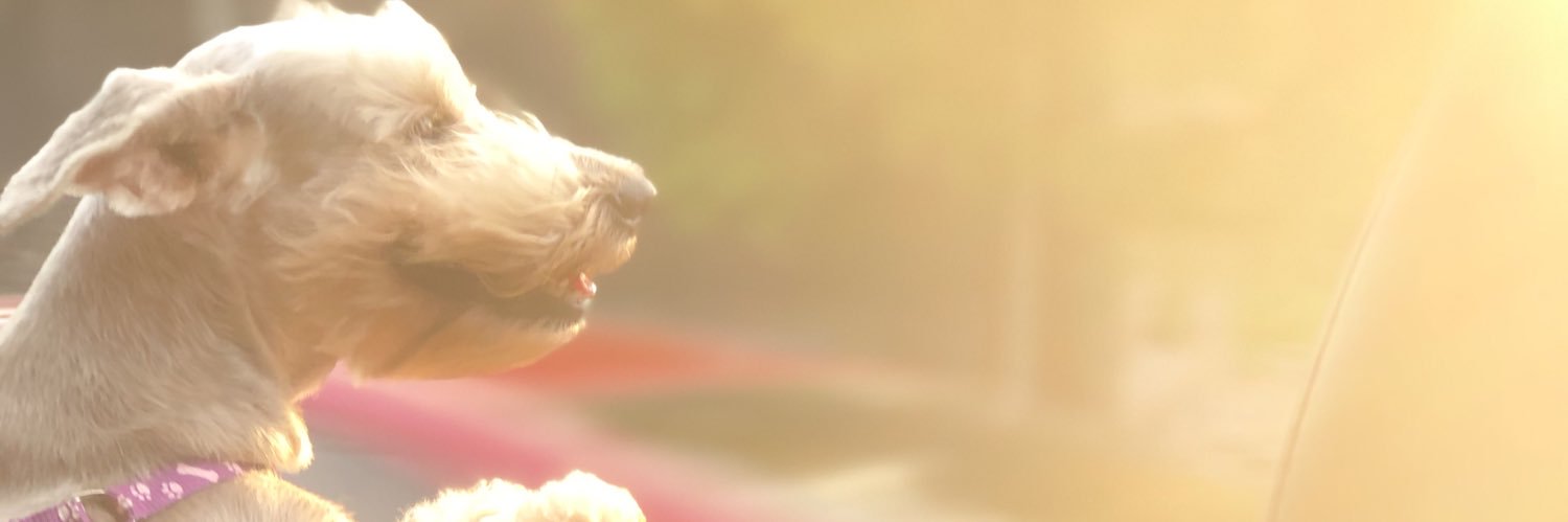Eveeelyn_Ag's profile banner image