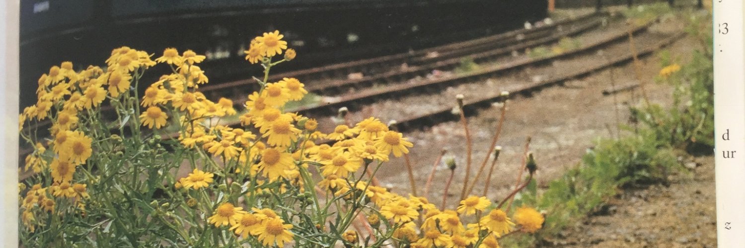 Nicckp2's profile banner image
