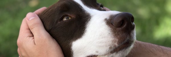 ASilva_00 Profile Banner