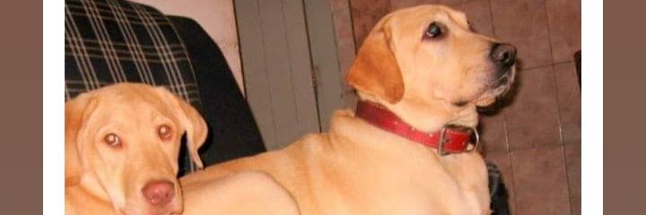 hectorrajar's profile banner image