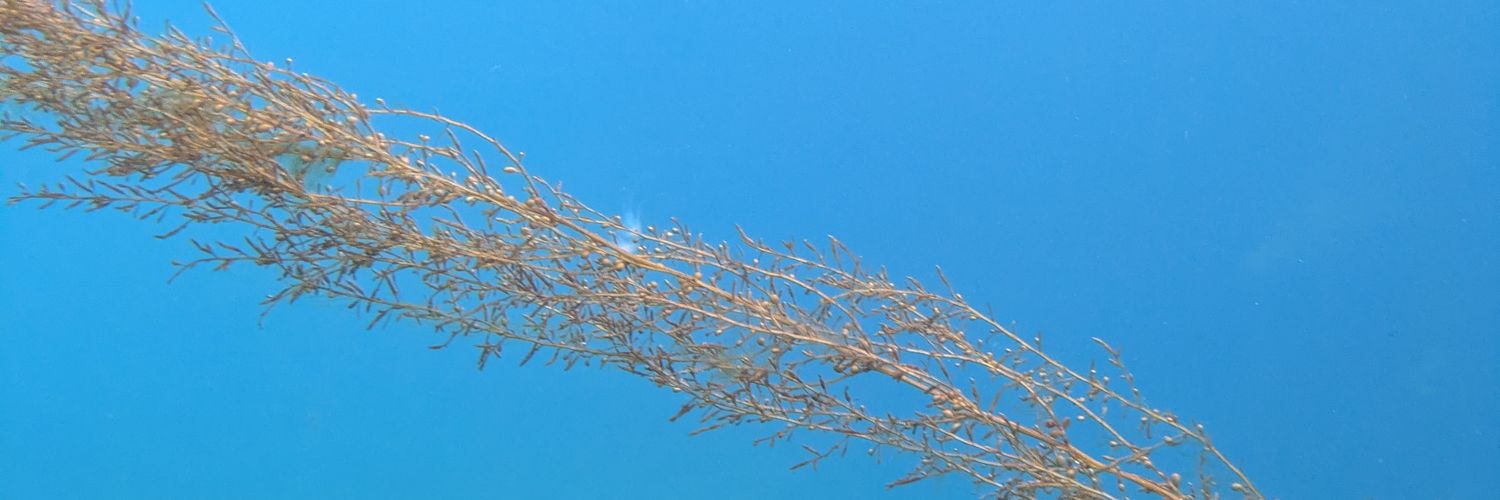 ๑delirium♡ banner