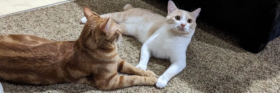 🅰️©️🅰️🅱️ IN THE BIO banner