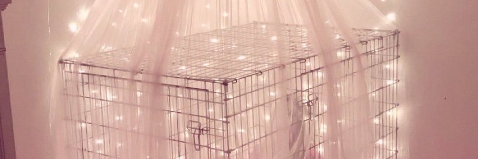 softestlilpaws's profile banner image