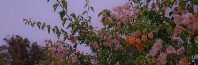 chels_dt's profile banner image