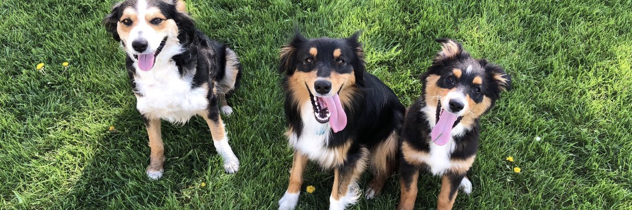 animallovingirl's profile banner image