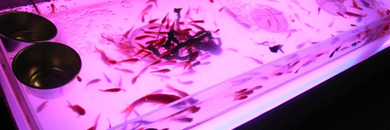macomocom's profile banner image