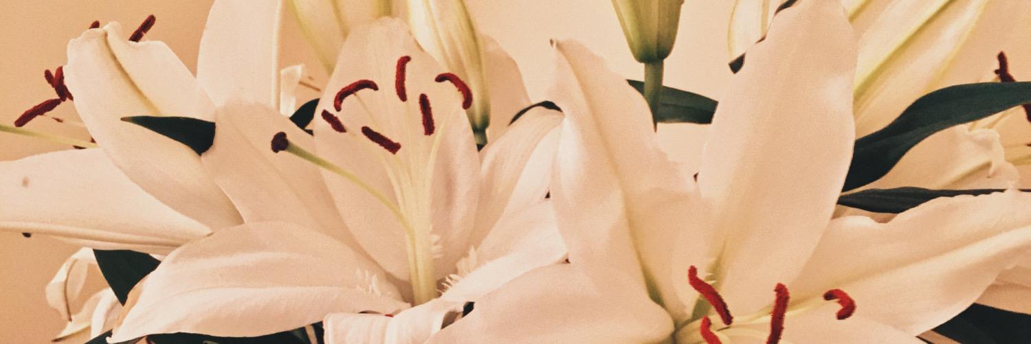 AliceRead7's profile banner image