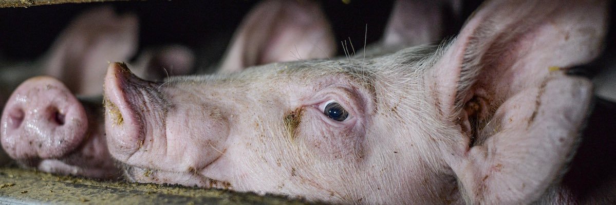 Brian Alexander Ⓥ banner