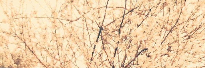 FocaSeda's profile banner image