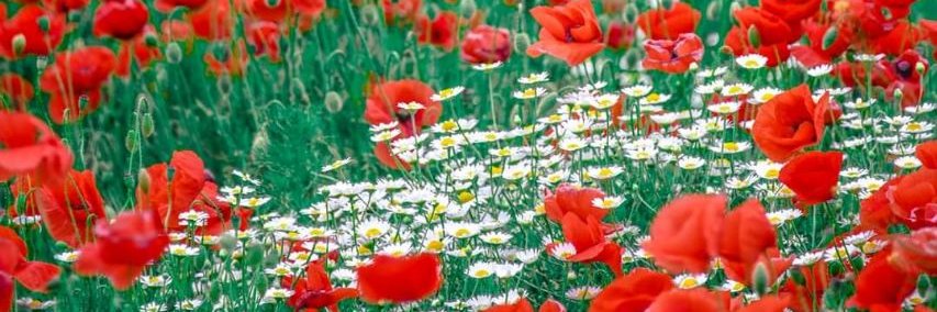 ЧЕТанКа banner