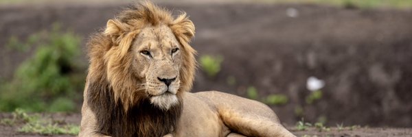 letsgosafariug Profile Banner