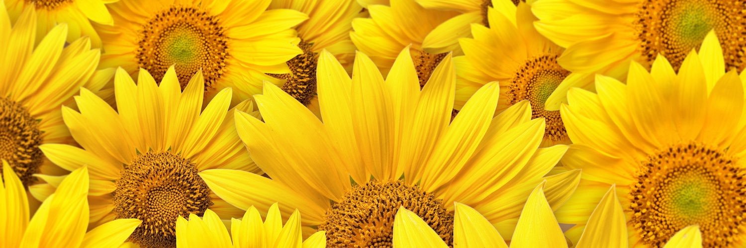 elinalov's profile banner image