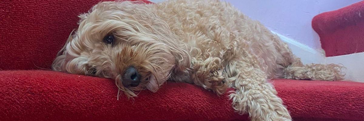 AmyBridgett's profile banner image