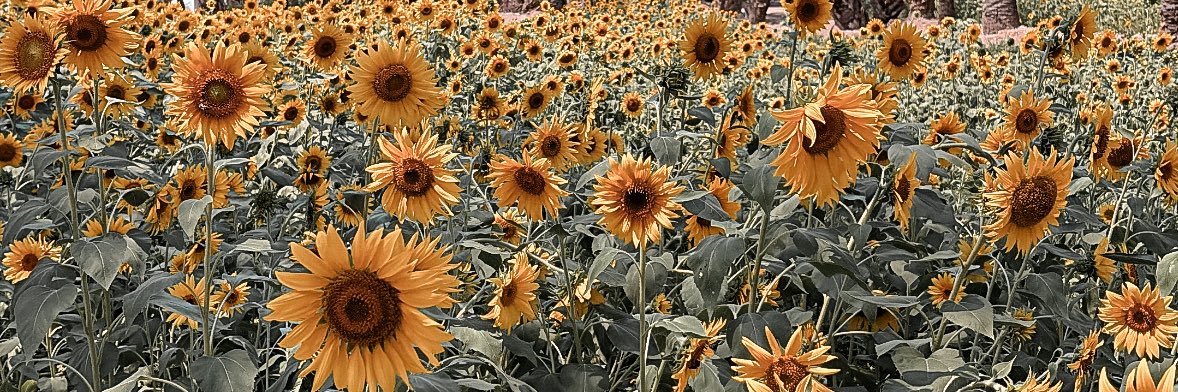 ι r e ɴ e 🌻 banner